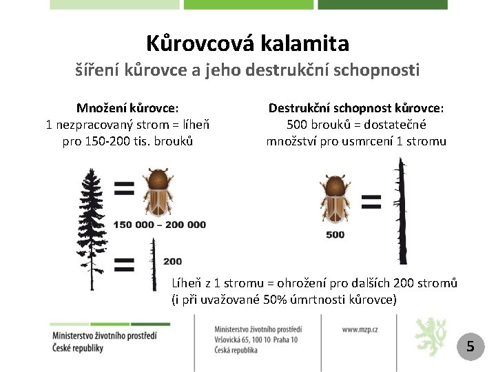 Kůrovcová kalamita šíření kůrovce a jeho destrukční schopnosti Množení kůrovce: 1 nezpracovaný strom =