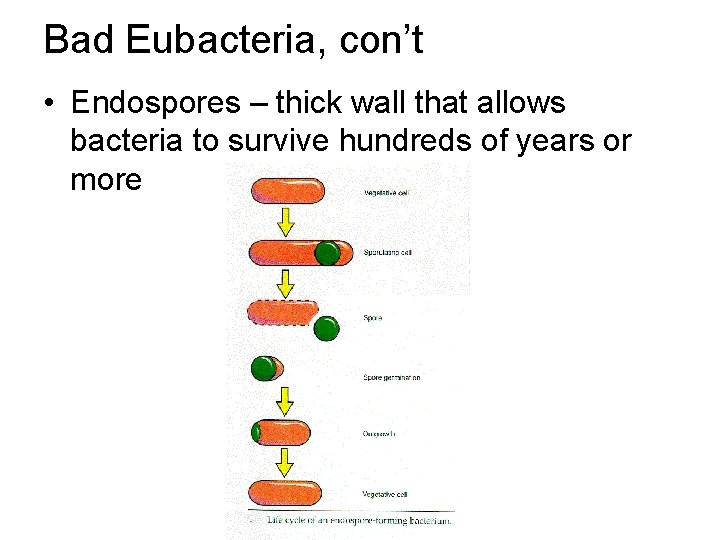 Bad Eubacteria, con’t • Endospores – thick wall that allows bacteria to survive hundreds