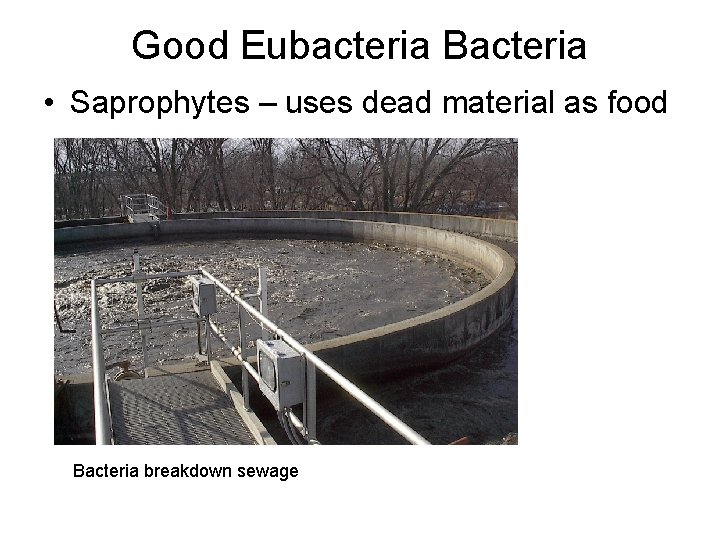 Good Eubacteria Bacteria • Saprophytes – uses dead material as food Bacteria breakdown sewage