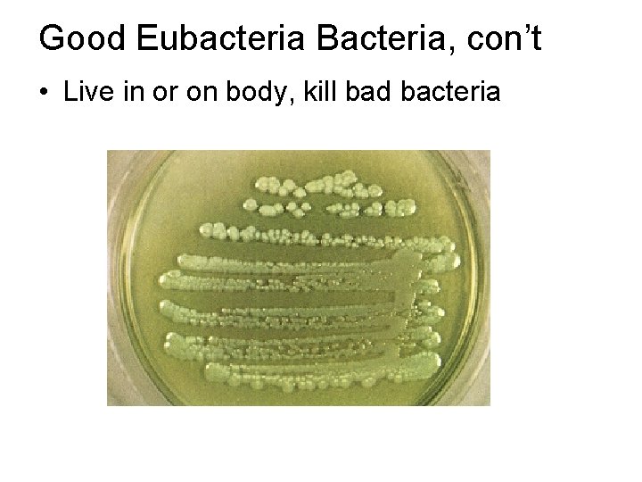 Good Eubacteria Bacteria, con’t • Live in or on body, kill bad bacteria 