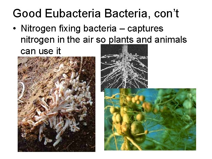 Good Eubacteria Bacteria, con’t • Nitrogen fixing bacteria – captures nitrogen in the air