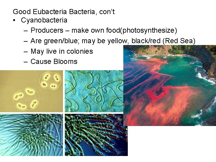 Good Eubacteria Bacteria, con’t • Cyanobacteria – Producers – make own food(photosynthesize) – Are