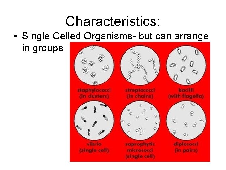 Characteristics: • Single Celled Organisms- but can arrange in groups 