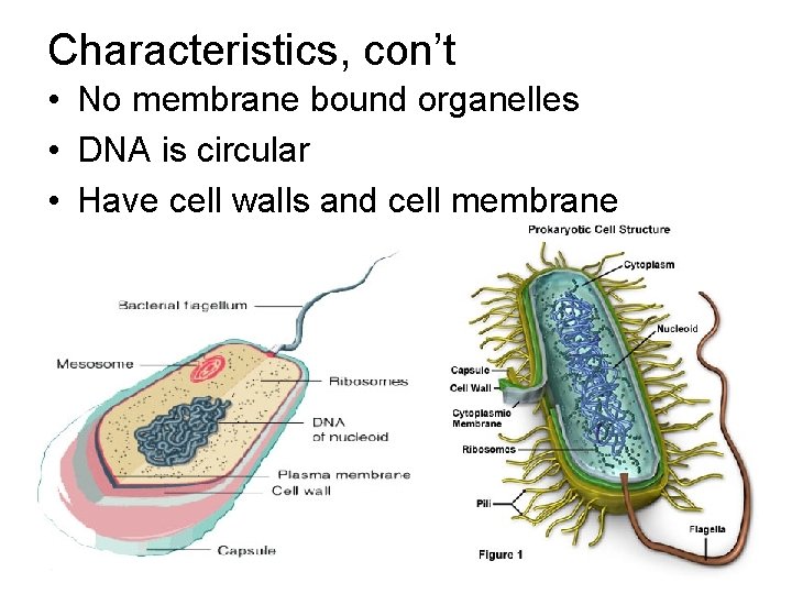 Characteristics, con’t • No membrane bound organelles • DNA is circular • Have cell