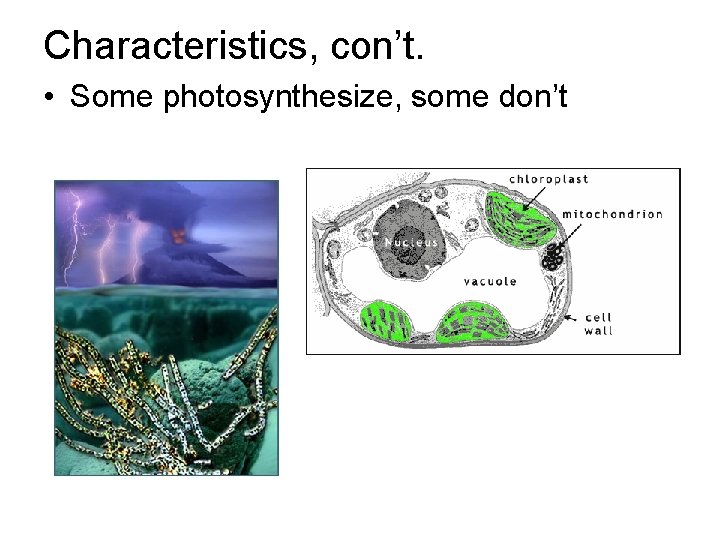 Characteristics, con’t. • Some photosynthesize, some don’t 