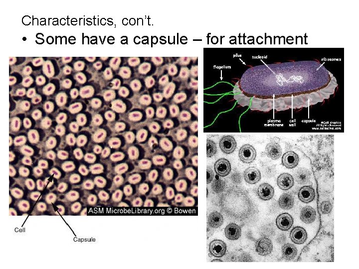 Characteristics, con’t. • Some have a capsule – for attachment 