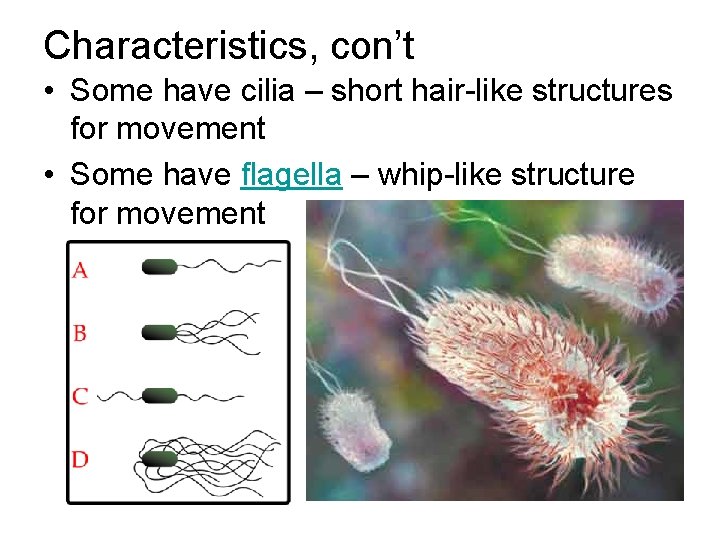 Characteristics, con’t • Some have cilia – short hair-like structures for movement • Some