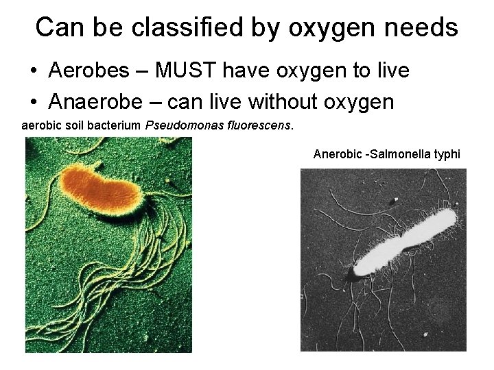 Can be classified by oxygen needs • Aerobes – MUST have oxygen to live