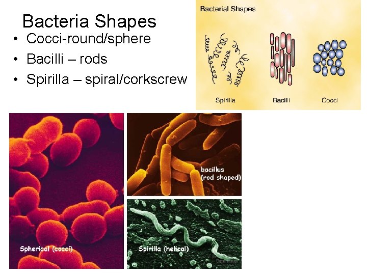 Bacteria Shapes • Cocci-round/sphere • Bacilli – rods • Spirilla – spiral/corkscrew 