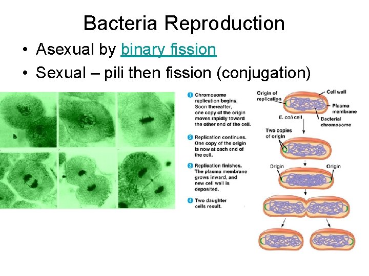 Bacteria Reproduction • Asexual by binary fission • Sexual – pili then fission (conjugation)