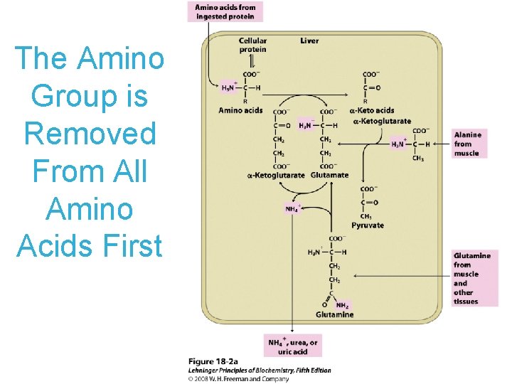 The Amino Group is Removed From All Amino Acids First The Amino Group is Removed From All Amino Acids First
