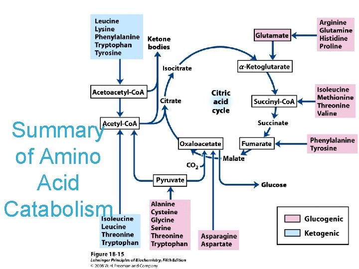 Summary of Amino Acid Catabolism 