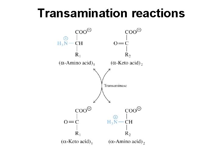 Transamination reactions 