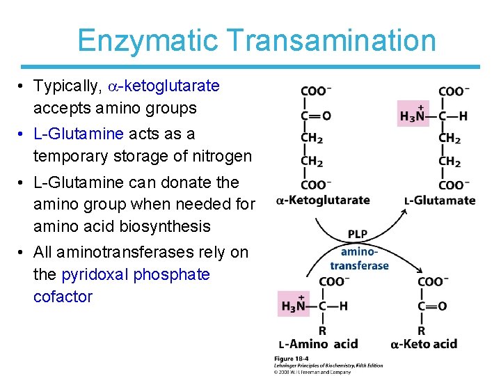 Enzymatic Transamination • Typically, -ketoglutarate accepts amino groups • L-Glutamine acts as a temporary