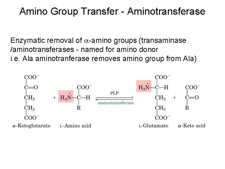 Amino Group Transfer - Aminotransferase Enzymatic removal of -amino groups (transaminase /aminotransferases - named