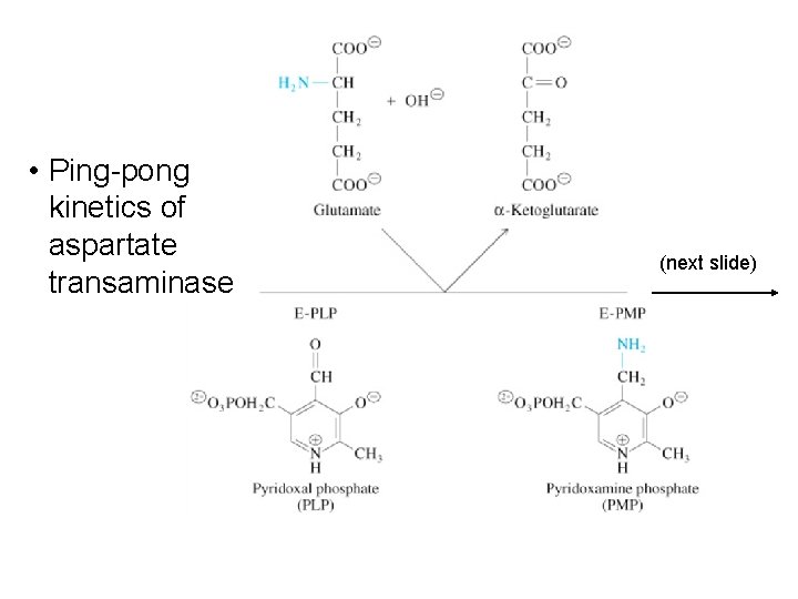 • Ping-pong kinetics of aspartate transaminase (next slide) • Ping-pong kinetics of aspartate transaminase (next slide)