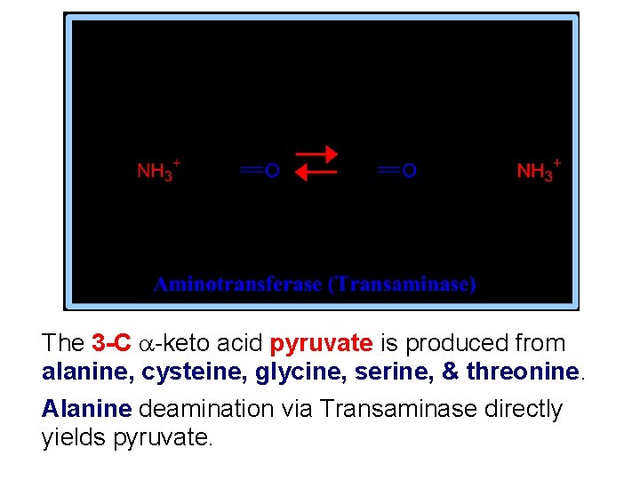 The 3 -C -keto acid pyruvate is produced from alanine, cysteine, glycine, serine, &