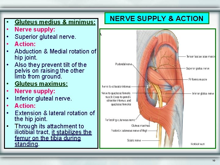  • • • Gluteus medius & minimus: Nerve supply: Superior gluteal nerve. Action: