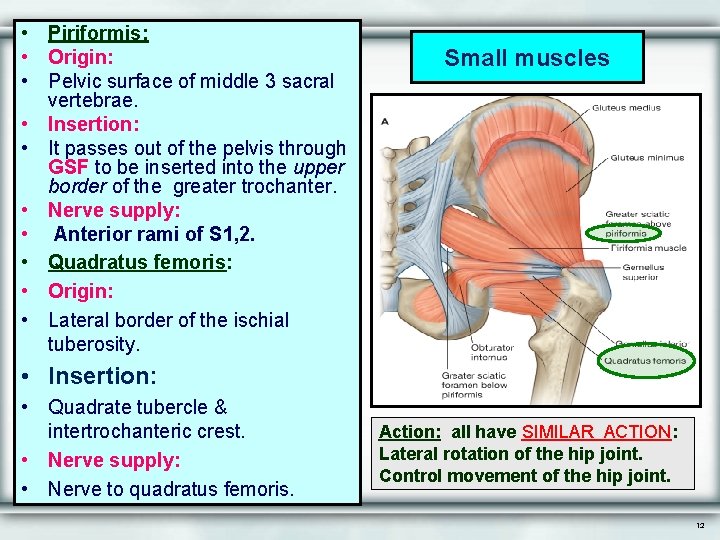  • Piriformis: • Origin: • Pelvic surface of middle 3 sacral vertebrae. •