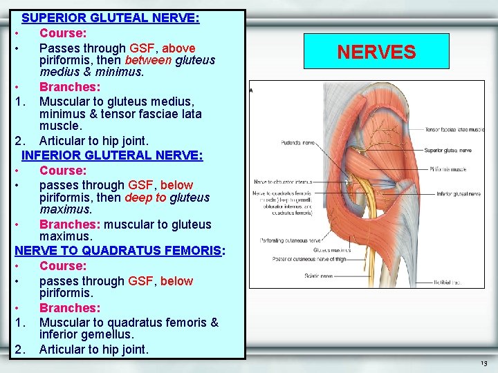 SUPERIOR GLUTEAL NERVE: • Course: • Passes through GSF, above piriformis, then between gluteus