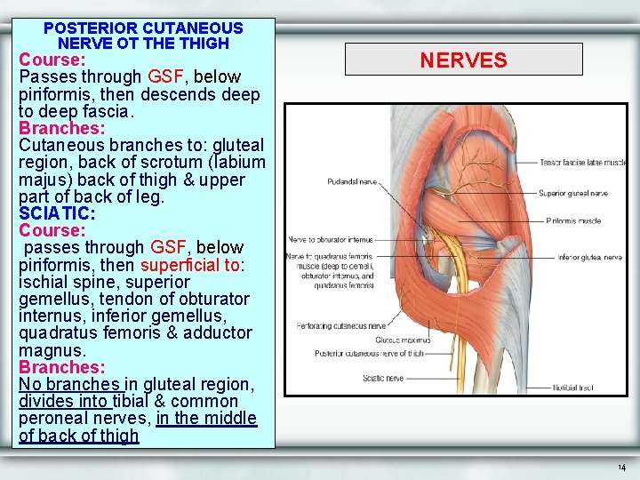 POSTERIOR CUTANEOUS NERVE OT THE THIGH Course: Passes through GSF, below piriformis, then descends