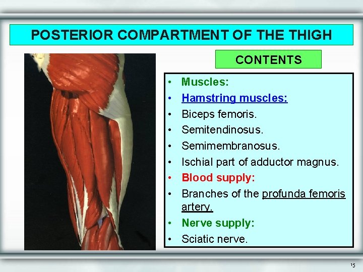 POSTERIOR COMPARTMENT OF THE THIGH CONTENTS • • Muscles: Hamstring muscles: Biceps femoris. Semitendinosus.