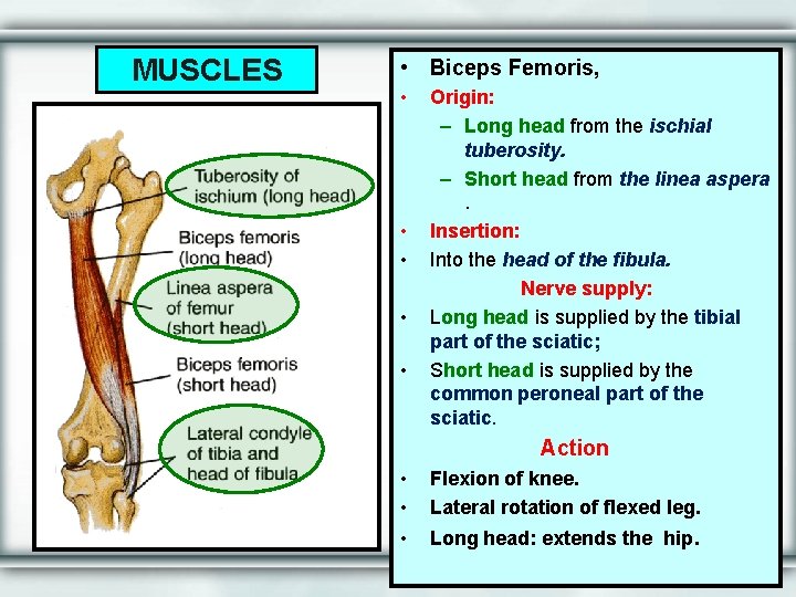 MUSCLES • Biceps Femoris, • • • Origin: – Long head from the ischial