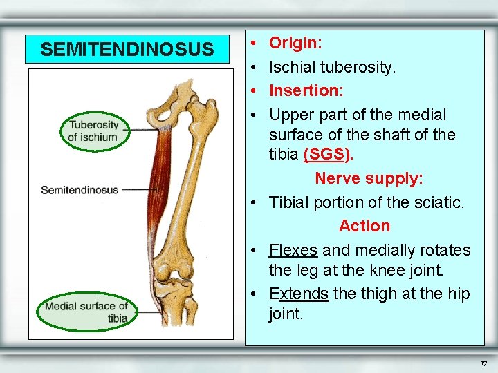 SEMITENDINOSUS • • Origin: Ischial tuberosity. Insertion: Upper part of the medial surface of