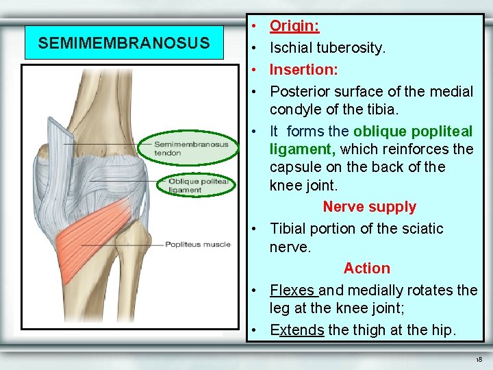 SEMIMEMBRANOSUS • • Origin: Ischial tuberosity. Insertion: Posterior surface of the medial condyle of