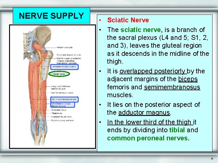 NERVE SUPPLY • Sciatic Nerve • The sciatic nerve, is a branch of the
