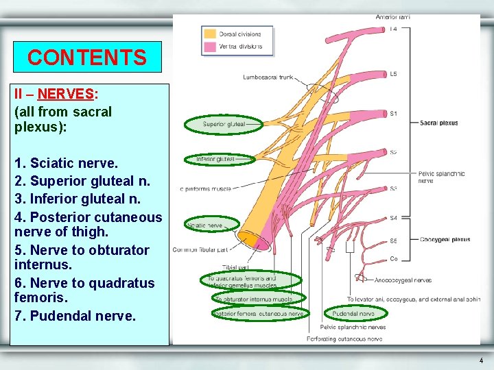 CONTENTS II – NERVES: (all from sacral plexus): 1. Sciatic nerve. 2. Superior gluteal