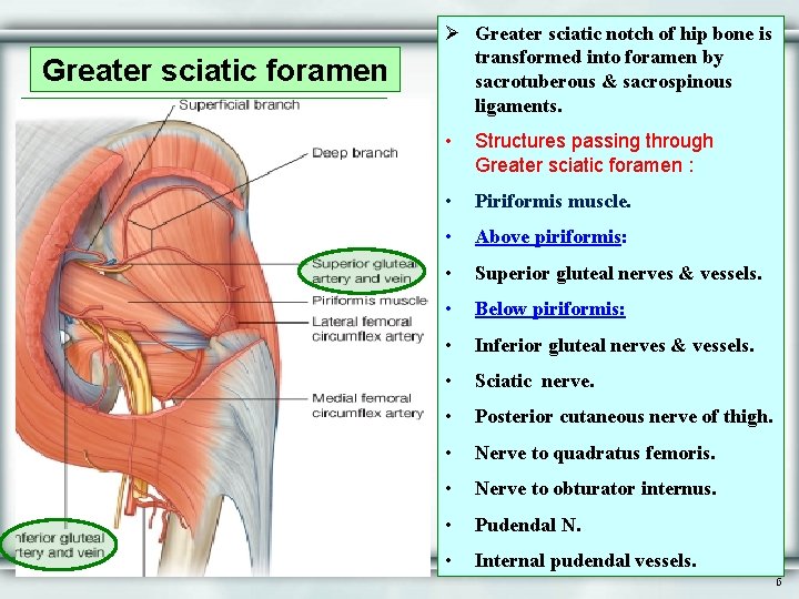 Greater sciatic foramen Ø Greater sciatic notch of hip bone is transformed into foramen