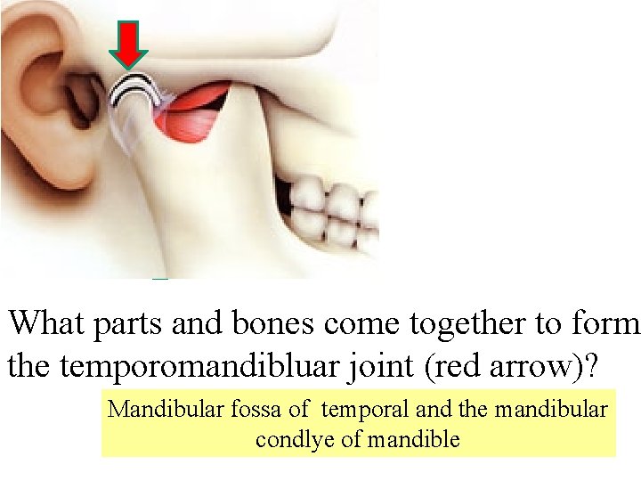 What parts and bones come together to form the temporomandibluar joint (red arrow)? Mandibular