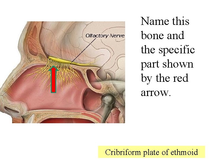 Name this bone and the specific part shown by the red arrow. Cribriform plate