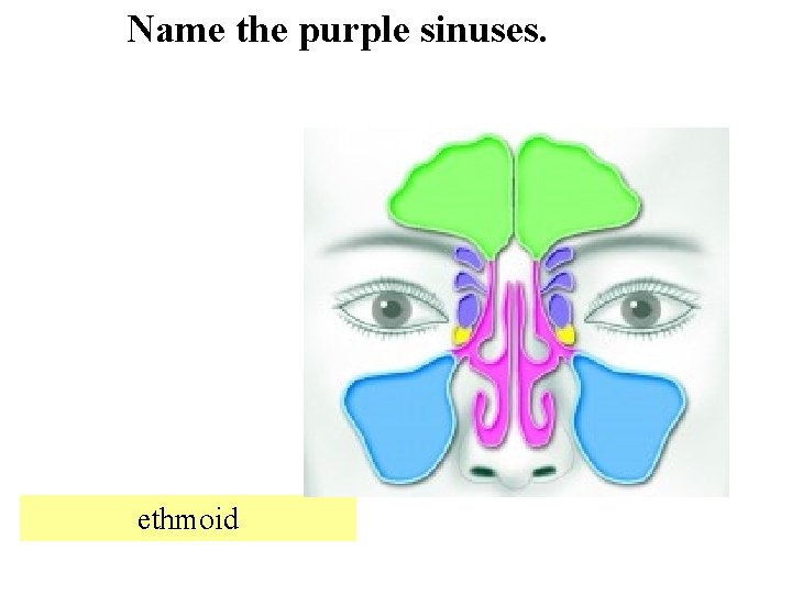 Name the purple sinuses. ethmoid 