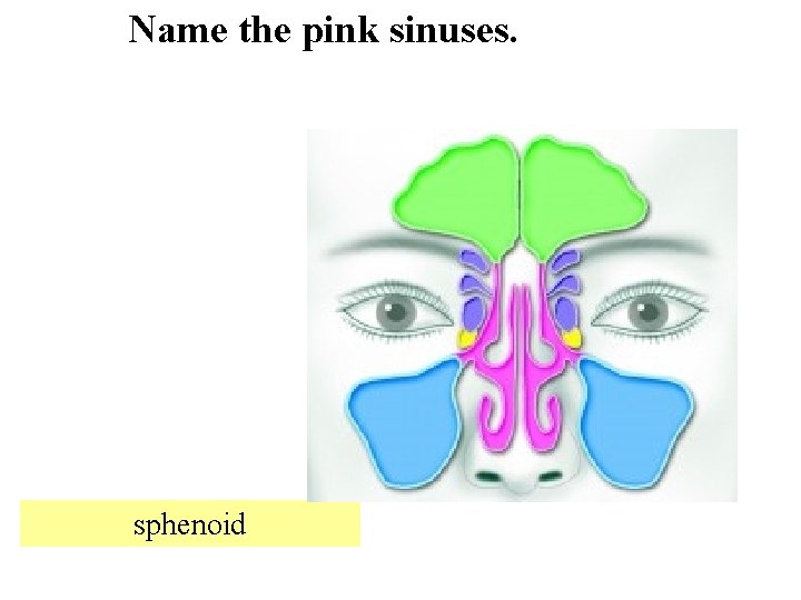 Name the pink sinuses. sphenoid 