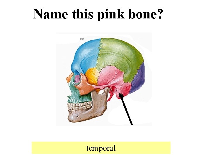 Name this pink bone? temporal 