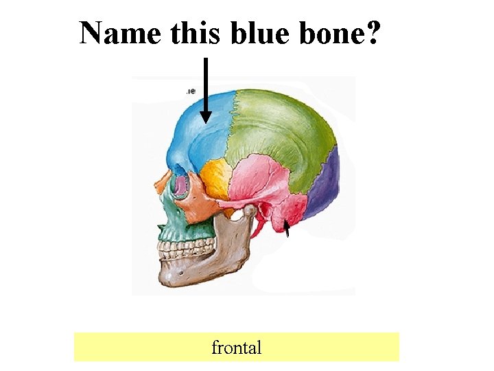 Name this blue bone? frontal 