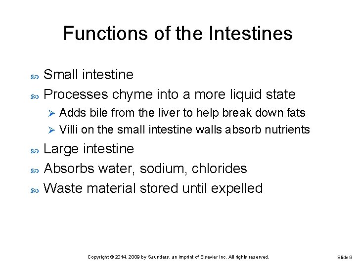 Functions of the Intestines Small intestine Processes chyme into a more liquid state Adds