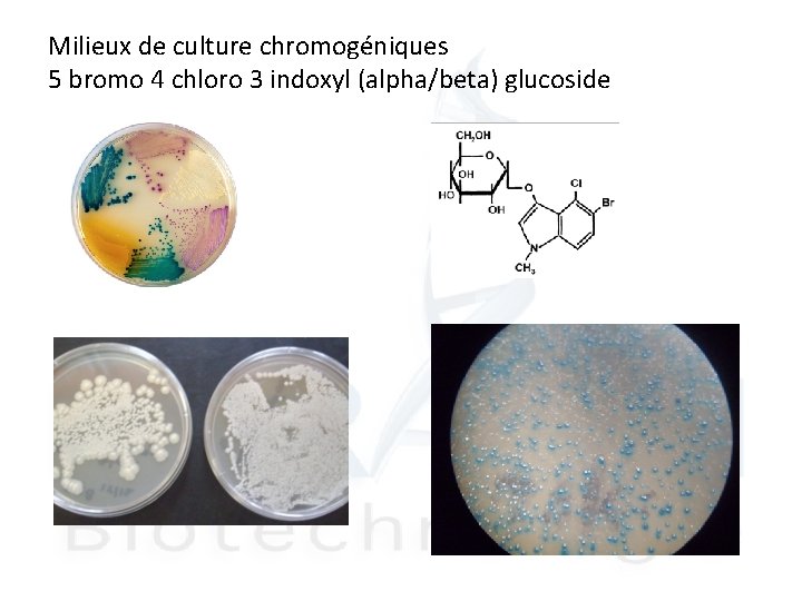 Milieux de culture chromogéniques 5 bromo 4 chloro 3 indoxyl (alpha/beta) glucoside 