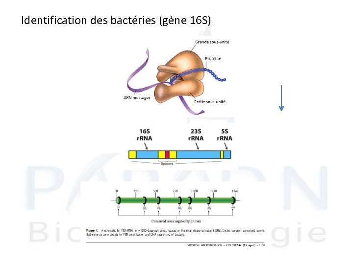 Identification des bactéries (gène 16 S) 