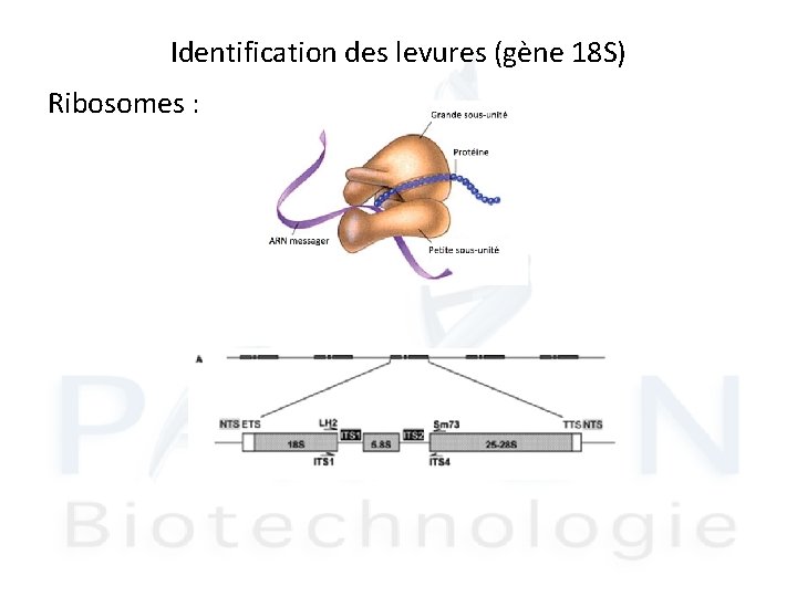 Identification des levures (gène 18 S) Ribosomes : 