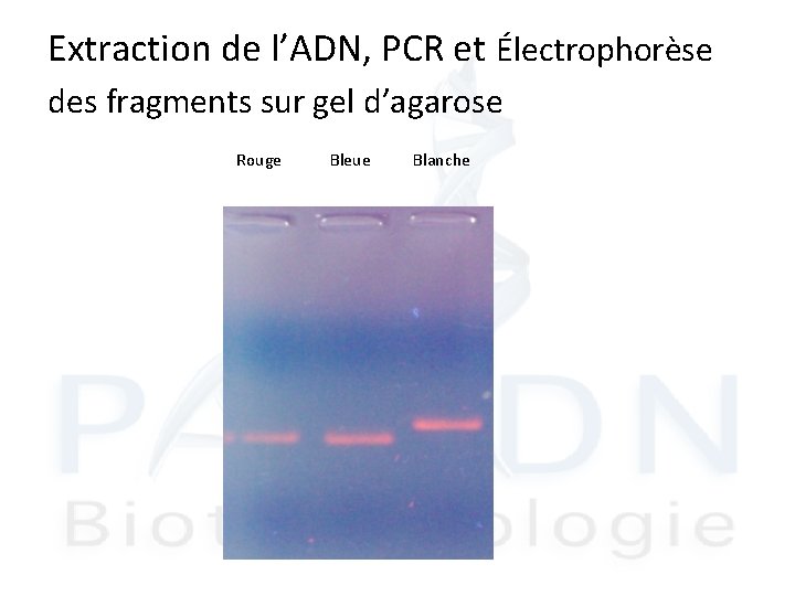 Extraction de l’ADN, PCR et Électrophorèse des fragments sur gel d’agarose Rouge Bleue Blanche