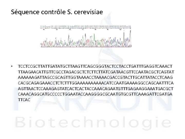 Séquence contrôle S. cerevisiae • TCCTCCGCTTATTGATATGCTTAAGTTCAGCGGGTACTCCTACCTGATTTGAGGTCAAACT TTAAGAACATTGTTCGCCTAGACGCTCTCTTCTTATCGATAACGTTCCAATACGCTCAGTAT AAAAAAGATTAGCCGCAGTTGGTAAAACCTAAAACGACCGTACTTGCATTATACCTCAAG CACGCAGAGAAACCTCTCTTTGGAAAAACATCCAATGAAAAGGCCAGCAATTTCA AGTTAACTCCAAAGAGTATCACTACCAAACAGAATGTTTGAGAAGGAAATGACGCT CAAACAGGCATGCCCCCTGGAATACCAAGGGGCGCAATGTGCGTTCAAAGATTCGATGA TTCAC 