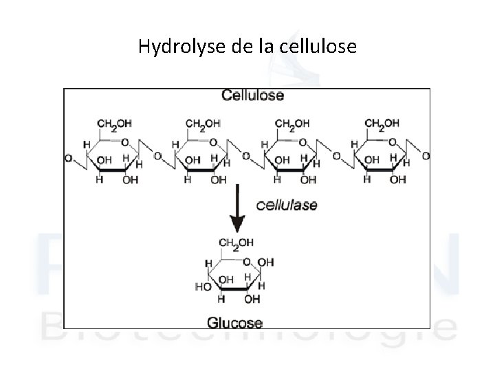 Hydrolyse de la cellulose 