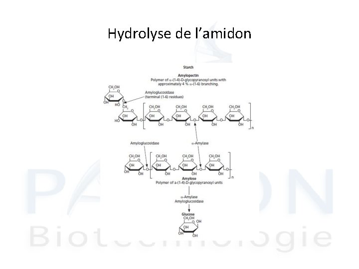 Hydrolyse de l’amidon 