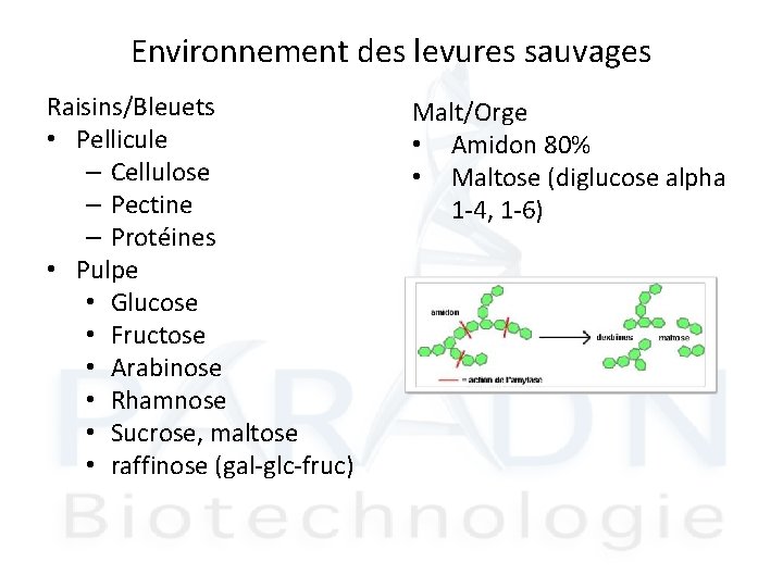 Environnement des levures sauvages Raisins/Bleuets • Pellicule – Cellulose – Pectine – Protéines •