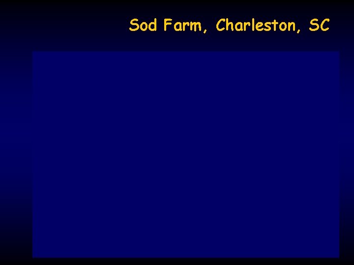 Sod Farm, Charleston, SC 