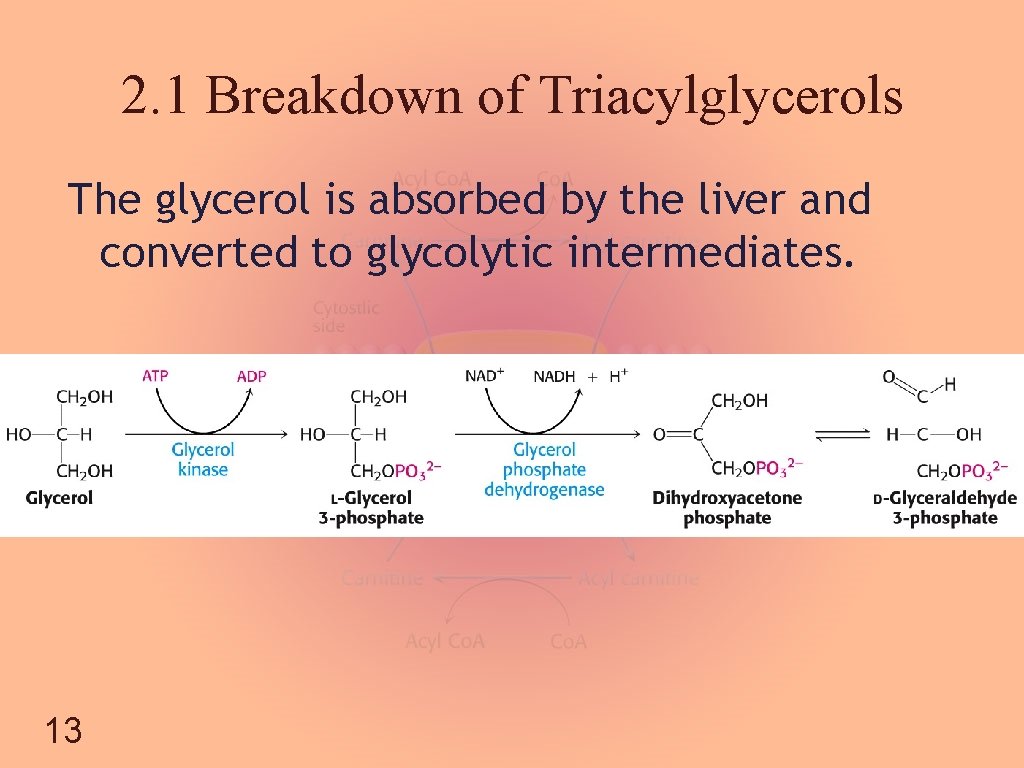 2. 1 Breakdown of Triacylglycerols The glycerol is absorbed by the liver and converted
