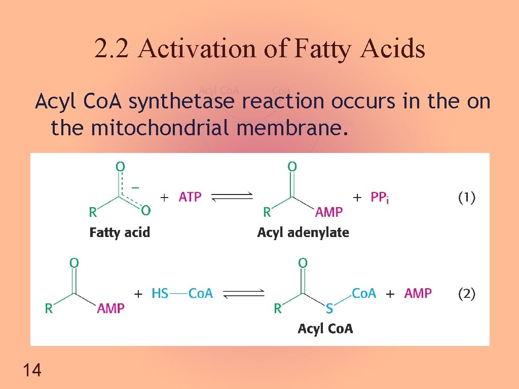 2. 2 Activation of Fatty Acids Acyl Co. A synthetase reaction occurs in the